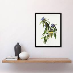 Artery8 Connecticut Warbler Bird Audubon Nature Framed Wall Art Print in White - Size: A4 - thumbnail 4
