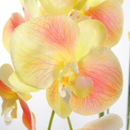 Leaf 110cm Large Yellow Peach Orchid Plant - Artifcial - 41 REAL TOUCH flowers in Green - thumbnail 3