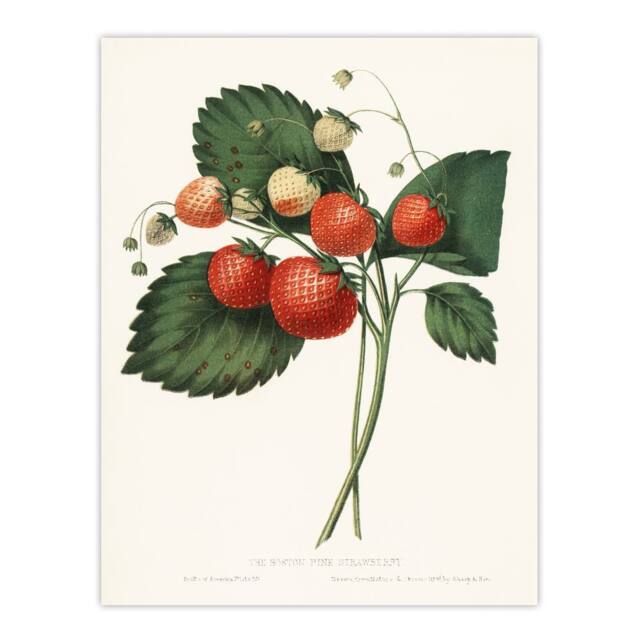 "Artery8 Boston Pine Strawberry Plant Hovey Vintage Wall Art Print Poster in White - Size: W24"" x H32""" - image 1