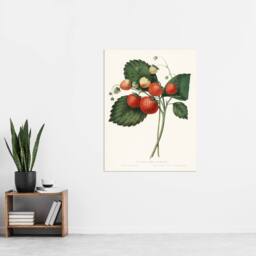 "Artery8 Boston Pine Strawberry Plant Hovey Vintage Wall Art Print Poster in White - Size: W24"" x H32""" - thumbnail 4