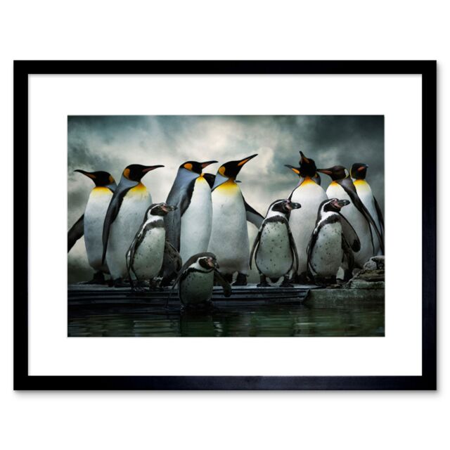 Artery8 Emperor Penguin Birds Nature Animal Wildlife Photograph Artwork Framed Wall Art Print 12X16 Inch in Black - image 1