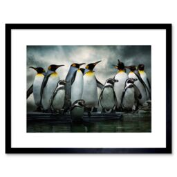 Artery8 Emperor Penguin Birds Nature Animal Wildlife Photograph Artwork Framed Wall Art Print 12X16 Inch in Black - thumbnail 1