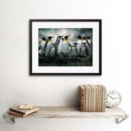 Artery8 Emperor Penguin Birds Nature Animal Wildlife Photograph Artwork Framed Wall Art Print 12X16 Inch in Black - thumbnail 2