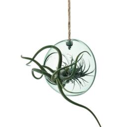 LSA Canopy 12cm Hanging Planter Clear - thumbnail 2