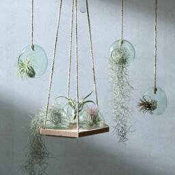 LSA Canopy 12cm Hanging Planter Clear - thumbnail 4