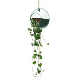 LSA Canopy 12cm Hanging Planter Clear - thumbnail 3