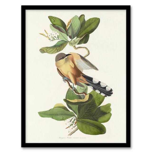 "Artery8 Mangrove Cuckoo Apple Flower Audubon Nature Framed Wall Art Print in White - Size: W12"" x H16""" - image 1