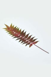 Homescapes Fern Leaf Foliage 72 cm in Green - thumbnail 1