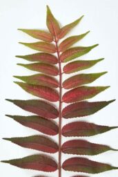 Homescapes Fern Leaf Foliage 72 cm in Green - thumbnail 3