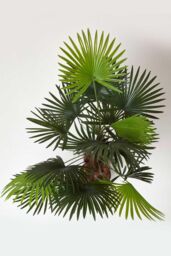 Homescapes Green 'Lady Palm' Tree Artificial Rhapis Plant with Pot, 90 cm - thumbnail 2