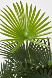 Homescapes Green 'Lady Palm' Tree Artificial Rhapis Plant with Pot, 90 cm - thumbnail 4
