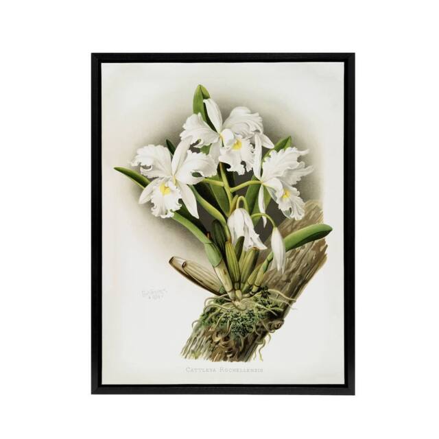 "Artery8 F Sander Cattleya Rochellensis Orchid Flowers Framed Canvas Art - Size: W12"" x H16""" - image 1