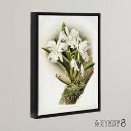 "Artery8 F Sander Cattleya Rochellensis Orchid Flowers Framed Canvas Art - Size: W12"" x H16""" - thumbnail 2