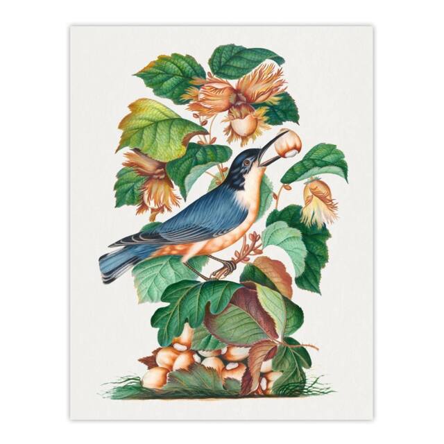 "Artery8 Nuthatch Bird Hazel Oak & Bramble Bolton Wall Art Poster Print - Size: W12"" x H16""" - image 1