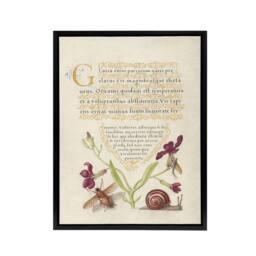 "Artery8 Gillyflower Fly Mayfly & Snail Calligraphy Framed Canvas Wall Art in Beige - Size: W24"" x H32""" - thumbnail 1