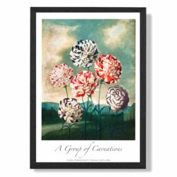 ARTZE Vintage Floral Exhibition - Carnation Flowers Framed Print SIZE: A4 with Black Frame in Red