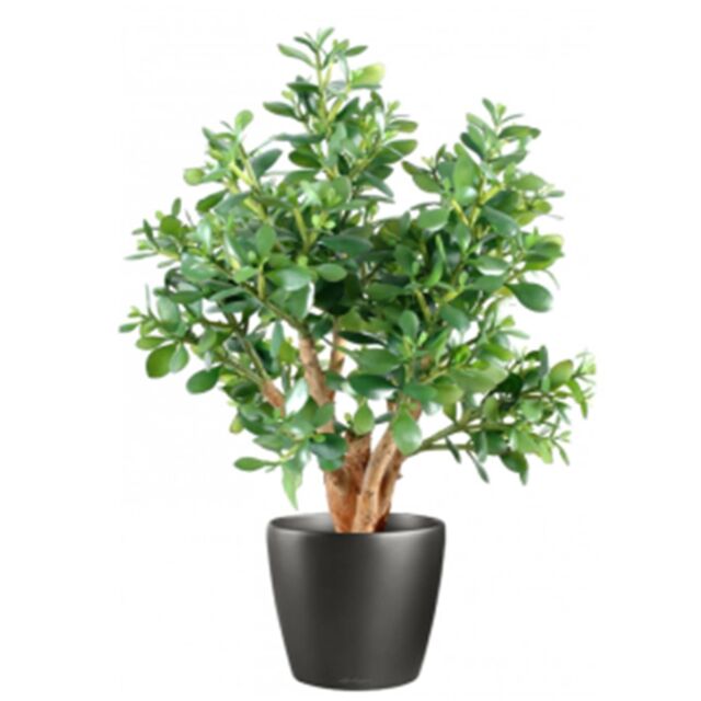 money tree plant feng shui Pachira Stump Money Tree - Feng Shui Lucky Plant - Air Purifying Houseplant