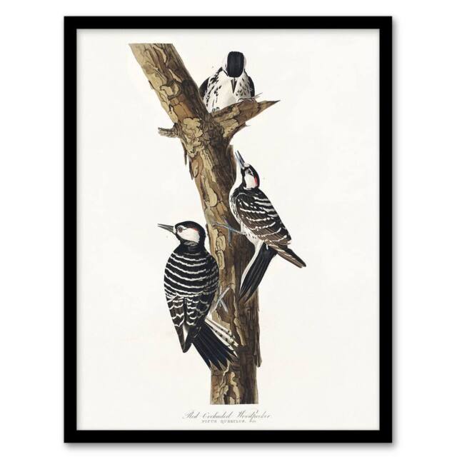"Artery8 Red Cockaded Woodpecker Audubon Nature Framed Wall Art Print in White - Size: W12"" x H16""" - image 1