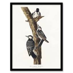 "Artery8 Red Cockaded Woodpecker Audubon Nature Framed Wall Art Print in White - Size: W12"" x H16""" - thumbnail 1