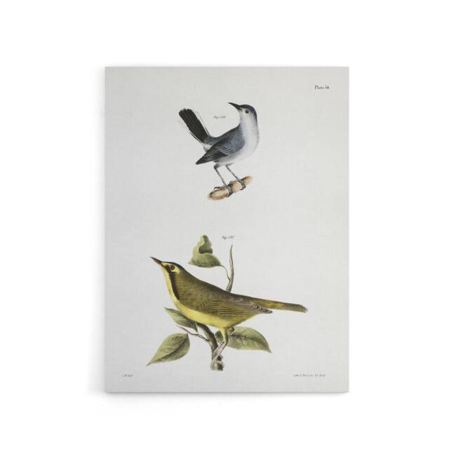 "Artery8 James De Kay Gnatcatcher & Kentucky Warbler Canvas Wall Art Print in White - Size: W12"" x H16""" - image 1