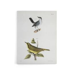 "Artery8 James De Kay Gnatcatcher & Kentucky Warbler Canvas Wall Art Print in White - Size: W12"" x H16""" - thumbnail 1