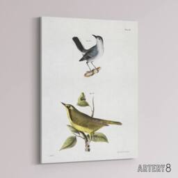 "Artery8 James De Kay Gnatcatcher & Kentucky Warbler Canvas Wall Art Print in White - Size: W12"" x H16""" - thumbnail 2