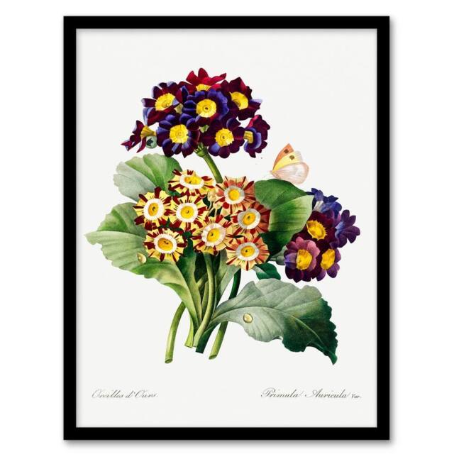 Artery8 Redoute Framed Wall Art Primrose Flowers Vintage Floral Illustration in White - Size: A4 - image 1