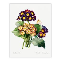 Artery8 Redoute Framed Wall Art Primrose Flowers Vintage Floral Illustration in White - Size: A4 - thumbnail 3