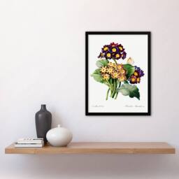Artery8 Redoute Framed Wall Art Primrose Flowers Vintage Floral Illustration in White - Size: A4 - thumbnail 2