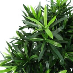 Leaf Realistic Artificial Bush Plant 40cm Podocarpus - Realistic plant by Botanik in Green - thumbnail 4