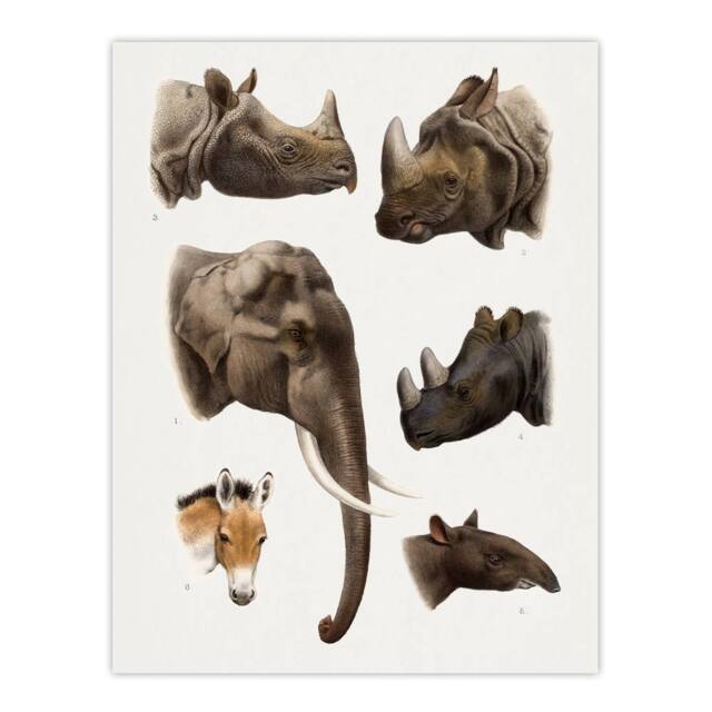 "Artery8 Animals Vintage Illustration Lydekker Wall Art Poster Print in White - Size: W12"" x H16""" - image 1