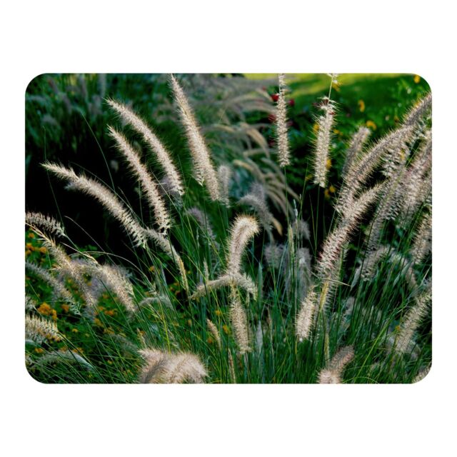 Benjamin Tate Design decorative cat tail grass growing along a walkway Designer Blanket in Natural - Size: 120 cm x 150 cm - image 1