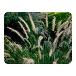 Benjamin Tate Design decorative cat tail grass growing along a walkway Designer Blanket in Natural - Size: 120 cm x 150 cm - thumbnail 1