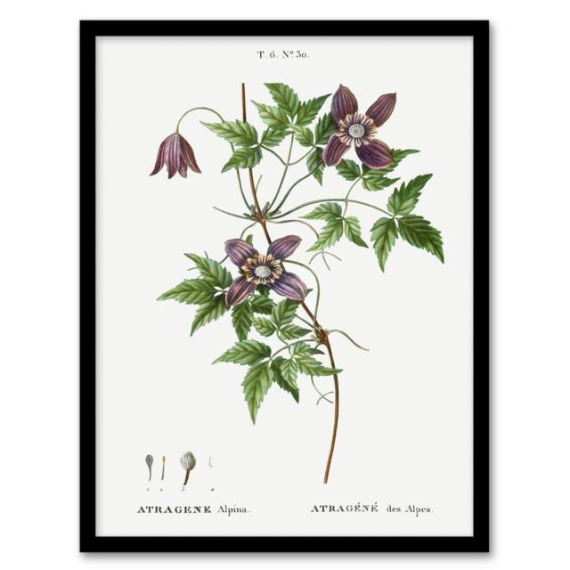 "Artery8 Alpine Clematis Flower Redoute Vintage Framed Wall Art Print in White - Size: W12"" x H16""" - image 1