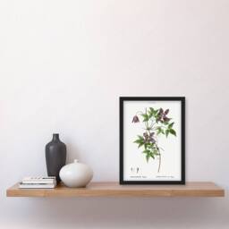 "Artery8 Alpine Clematis Flower Redoute Vintage Framed Wall Art Print in White - Size: W12"" x H16""" - thumbnail 4