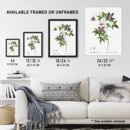 "Artery8 Alpine Clematis Flower Redoute Vintage Framed Wall Art Print in White - Size: W12"" x H16""" - thumbnail 3