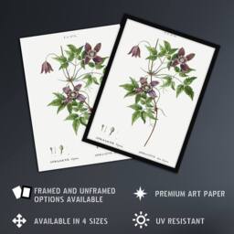 "Artery8 Alpine Clematis Flower Redoute Vintage Framed Wall Art Print in White - Size: W12"" x H16""" - thumbnail 2