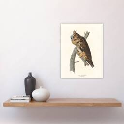 "Artery8 Birds Of America Long Eared Owl Audubon Nature Wall Art Print Poster in White - Size: W24"" x H32""" - thumbnail 4