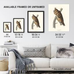 "Artery8 Birds Of America Long Eared Owl Audubon Nature Wall Art Print Poster in White - Size: W24"" x H32""" - thumbnail 3