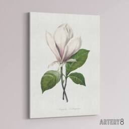 "Artery8 Saucer Magnolia Flower Redoute Vintage Canvas Wall Art in White - Size: W18"" x H24""" - thumbnail 2