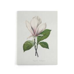 "Artery8 Saucer Magnolia Flower Redoute Vintage Canvas Wall Art in White - Size: W18"" x H24""" - thumbnail 1