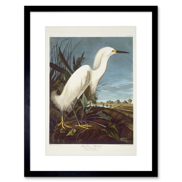 Artery8 Audubon Snowy Heron Birds of America Great Egret Coastal Bird Portrait Illustration Artwork Framed Wall Art Print 12X16 Inch - image 1