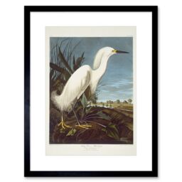 Artery8 Audubon Snowy Heron Birds of America Great Egret Coastal Bird Portrait Illustration Artwork Framed Wall Art Print 12X16 Inch - thumbnail 1