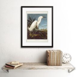 Artery8 Audubon Snowy Heron Birds of America Great Egret Coastal Bird Portrait Illustration Artwork Framed Wall Art Print 12X16 Inch - thumbnail 2