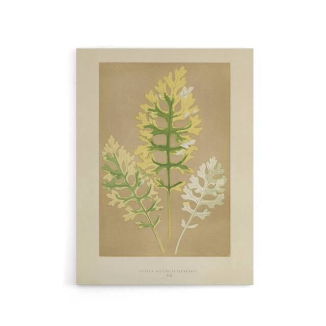 "Artery8 Vintage Botanical Dusty Miller Leaves Fawcett Canvas Wall Art in Beige - Size: W18"" x H24""" - image 1