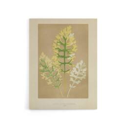 "Artery8 Vintage Botanical Dusty Miller Leaves Fawcett Canvas Wall Art in Beige - Size: W18"" x H24""" - thumbnail 1