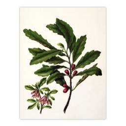 "Artery8 New Zealand Toropapa Flowering Plant Featon Wall Art Poster Print in Beige - Size: W12"" x H16""" - thumbnail 1