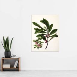 "Artery8 New Zealand Toropapa Flowering Plant Featon Wall Art Poster Print in Beige - Size: W12"" x H16""" - thumbnail 4