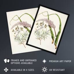 Artery8 Totorowhiti Turpentine Scrub Flowers Featon Framed Wall Art Print in Beige - Size: A4 - thumbnail 2