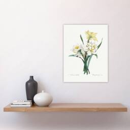 "Artery8 Daffodil Floral Illustration Redoute Vintage Wall Art Print Poster in White - Size: W12"" x H16""" - thumbnail 4